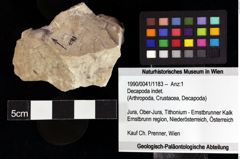 Foto (Objket + Etiketten) von Decapoda indet. 